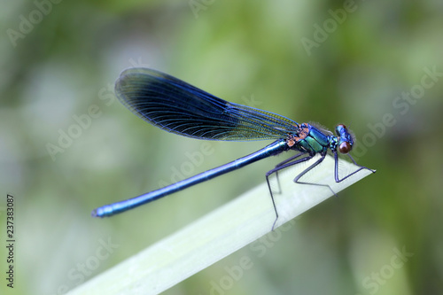 Demoiselle damselfly, bright blue insect
