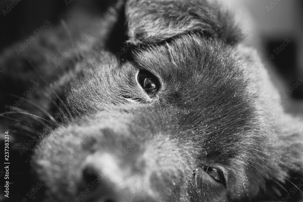 Naklejka sad eyes black puppy lying on the floor closeup portrait