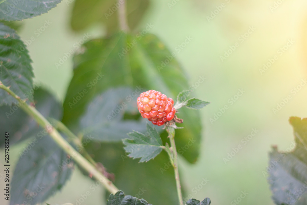 Russia, red raspberry or rubus idaeus on tree with sunlight in the garden. Russia, red raspberry or rubus idaeus on tree with sunlight in the garden.