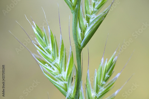 Italian rye-grass or ryegrass photo