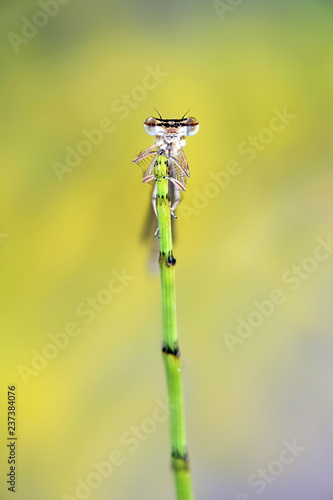 Damselfly