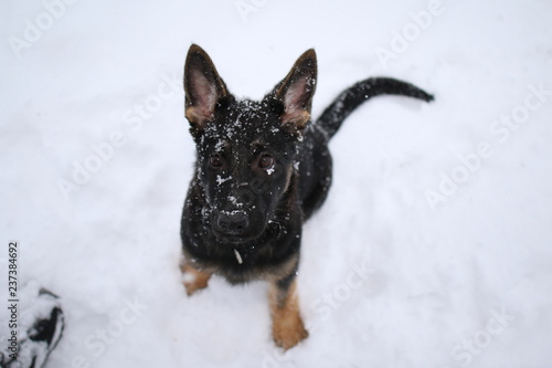 German shepard puppy in snow © sindret