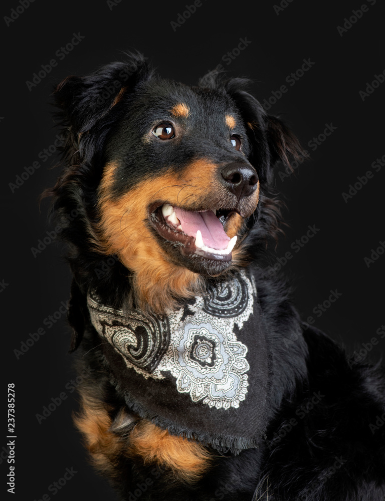 Fototapeta premium Portrait of mixed breed dog