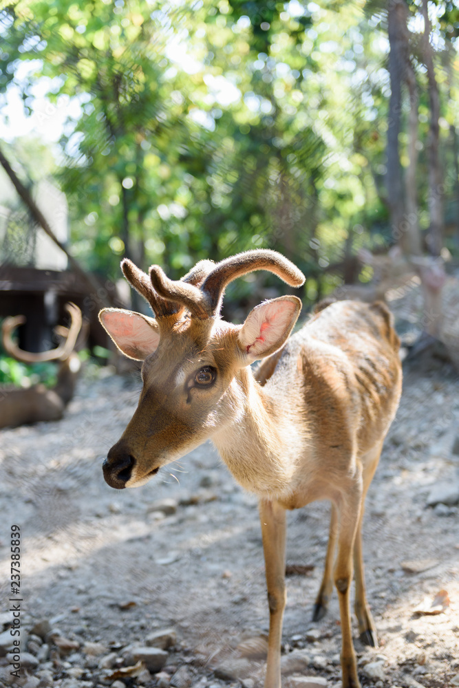Common barking deer in Chiang Mai Zoo , Chiang Mai Thailand Common barking deer in Chiang Mai Zoo , Chiang Mai Thailand