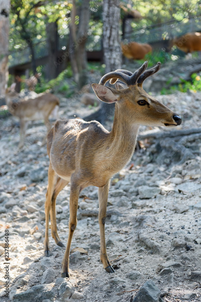 Common barking deer in Chiang Mai Zoo , Chiang Mai Thailand Common barking deer in Chiang Mai Zoo , Chiang Mai Thailand