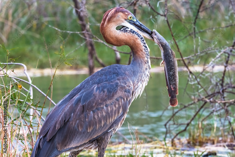 Fototapeta premium Successful fishing. Portrait of a satisfied bird. Goliath heron with fish. Baringo lake, Kenya (Rev.2)