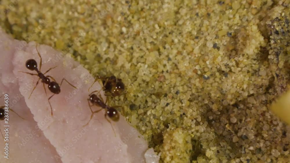 Ants in Formicarium Ants in Formicarium