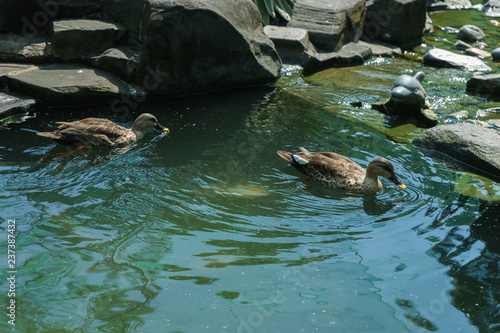 ducks swim in pond