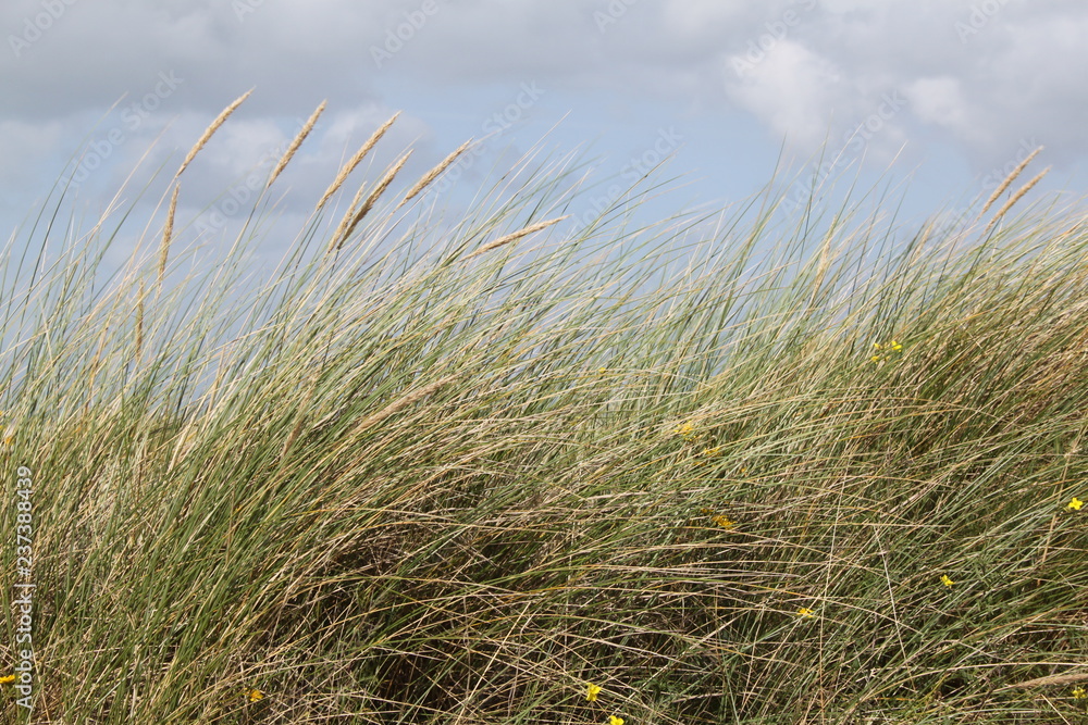 Fototapeta premium Dünengras