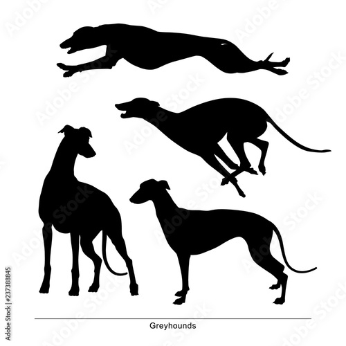 Fototapeta Greyhounds breed dog. Vector silhouette of the dog