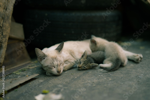 cats