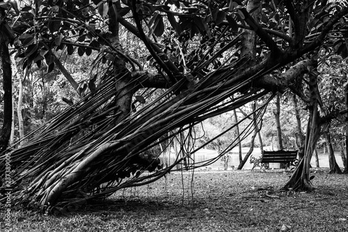 old tree