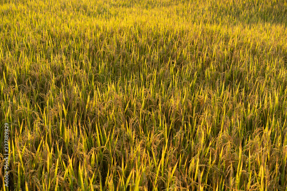 in field rice outdoor with sunset light in countryside in Thailand
