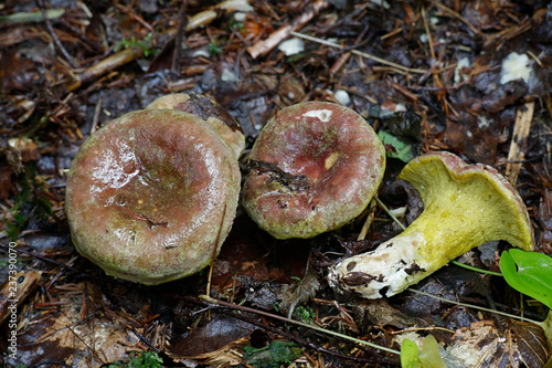 Hypomyces luteovirens, a parasite on various species of Russula, forms a yellow crust on host fungus