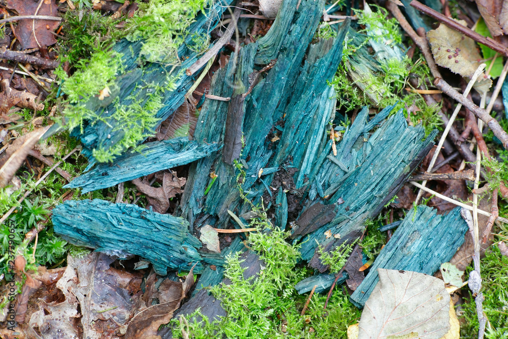 Green elfcup, Chlorociboria aeruginascens, has stained decaying wood bluish green