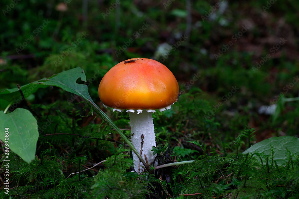 Poisonous fly agaric mushroom, Amanita muscaria, a hallucinogenic toadstool Poisonous fly agaric mushroom, Amanita muscaria, a hallucinogenic toadstool