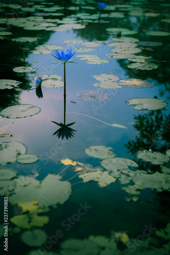 water and flower