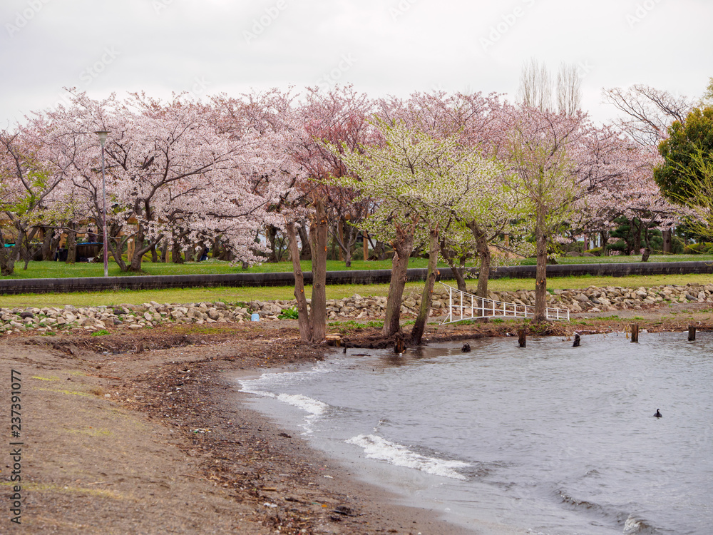 Wide aerial view of blooming Somei Yoshino Cherry Blossom trees along the shores of Lake Biwa on a rainy day. Nagahama, Shiga, Japan. Travel and nature.