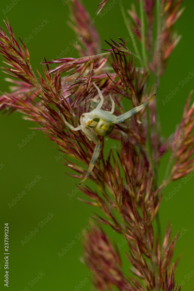 Naklejka premium Krabbenspinne