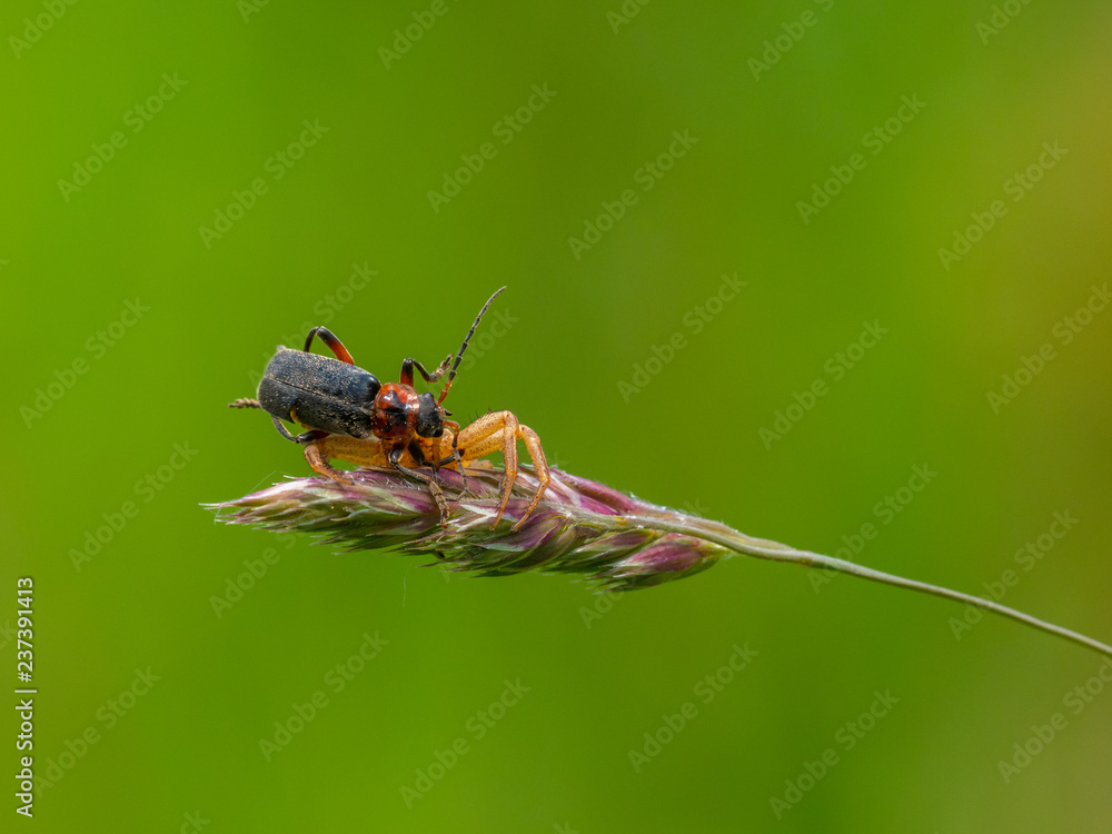 Naklejka premium Crab spider ( Xysticus cristatus ) capturing a beetle