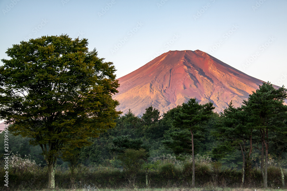 夏の花の都公園から赤富士