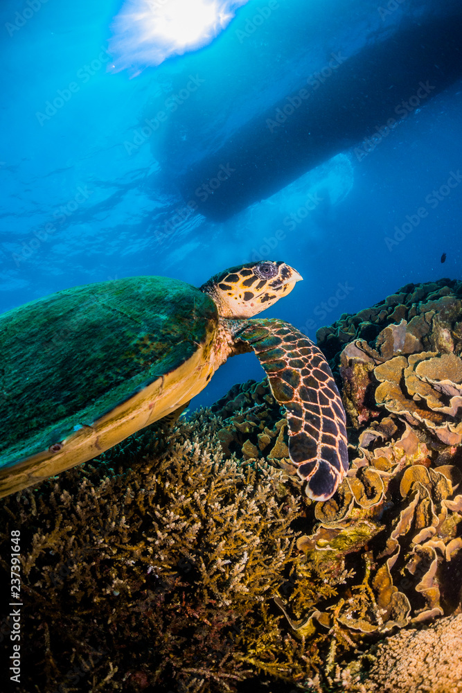 Hawksbill turtle and boat at the surface Hawksbill turtle and boat at the surface