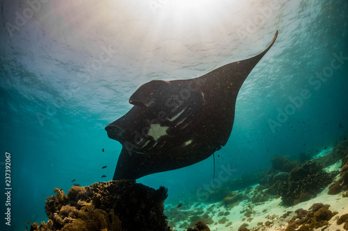 Fototapeta Naklejka Na Ścianę i Meble -  Black manta ray flying over coral bommie