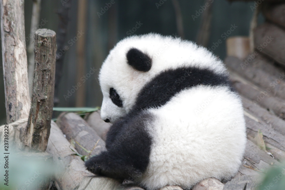 Obraz premium Little Baby Panda in the exhibit, Chengdu, China