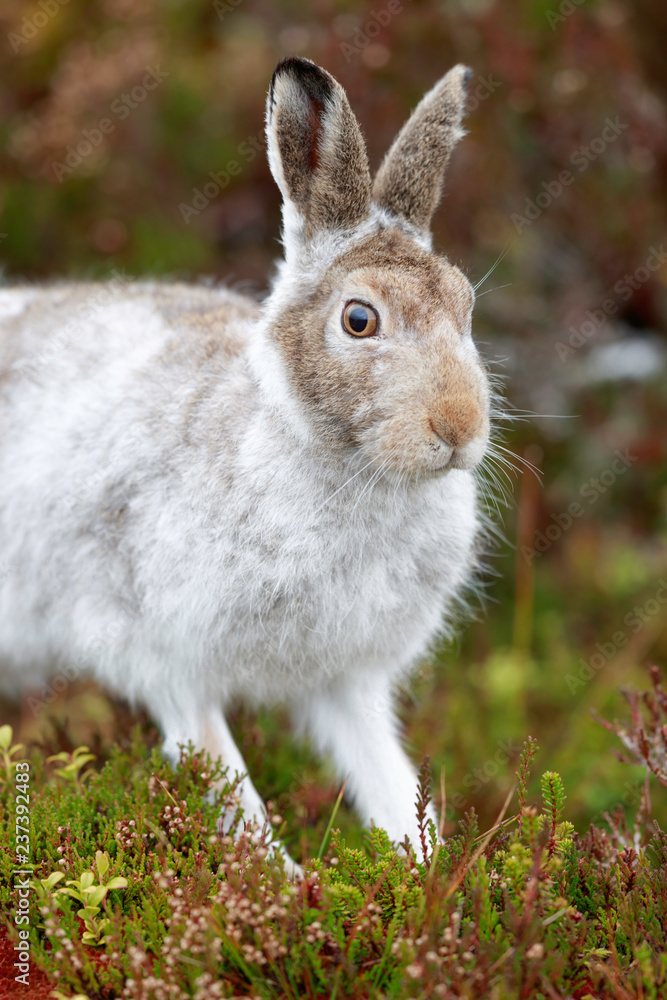 Fototapeta premium WhIte mountain hare, lepus timidus