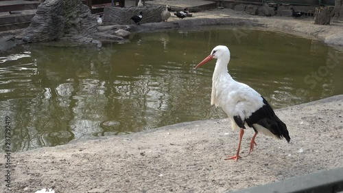 White stork standing on the ground near the pond. Ducks near the water photo