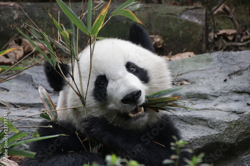 Fototapeta Naklejka Na Ścianę i Meble -  Beautiful Happy Furry Panda in China