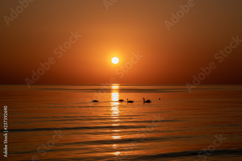 Birds in sunset on Baltic sea.