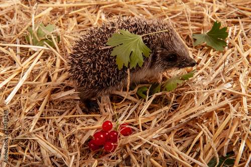 young hedgehog on the straw with berries of raspberry and currant.