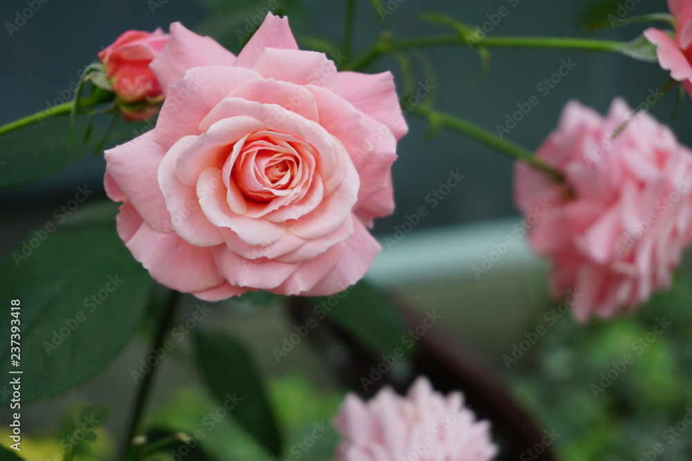 colorful pink rose in the garden and soft blur