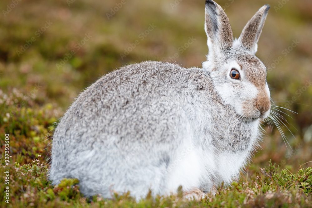 Fototapeta premium WhIte mountain hare, lepus timidus