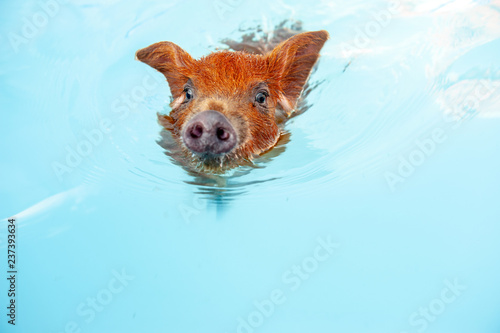 Cute little red piglet floating in blue water of frame pool. New Year 2019 Yellow Pigs. Сoncept of healthy lifestyle in nature, love of peace, vegan, vegetarian style, respect for nature