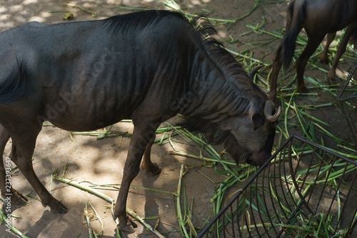 Antelope in the zoo