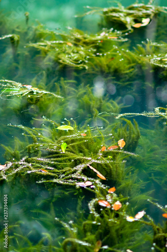 Freshwater Aquatic Weeds and Algae