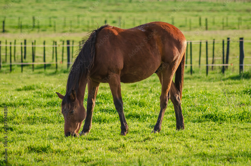 Countryside landscape in autumn with horses eating grass Countryside landscape in autumn with horses eating grass