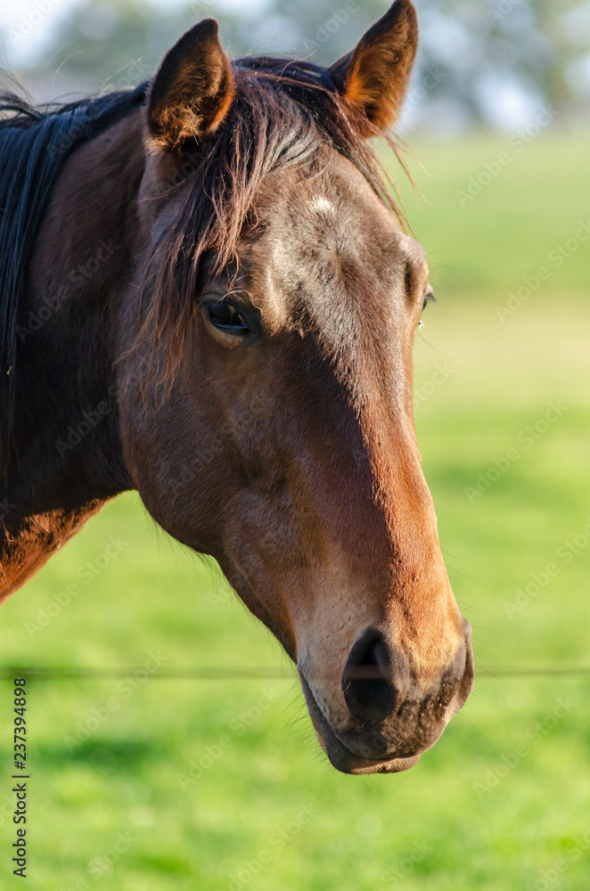 Obraz premium Close-up of a horse head with shallow depth of field in a countryside landscape