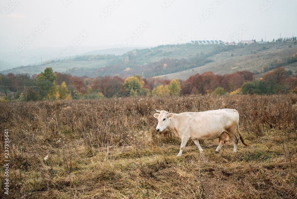 Cow on glade on mountain background Cow on glade on mountain background