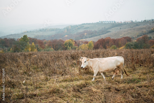 Cow on glade on mountain background