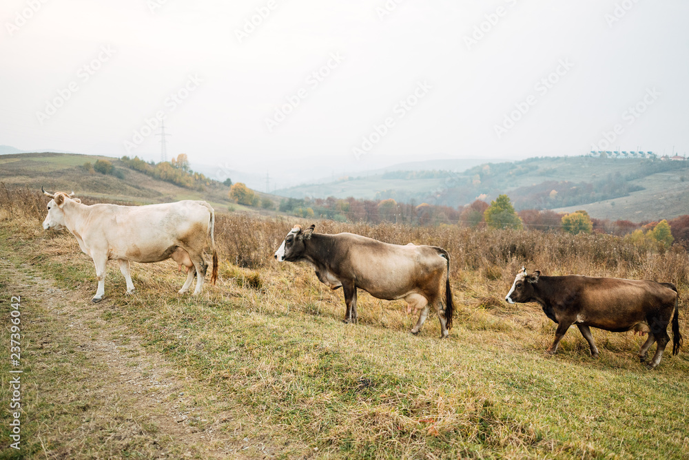 Cows on glade on mountain background Cows on glade on mountain background