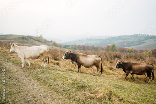 Wallpaper Mural Cows on glade on mountain background Torontodigital.ca