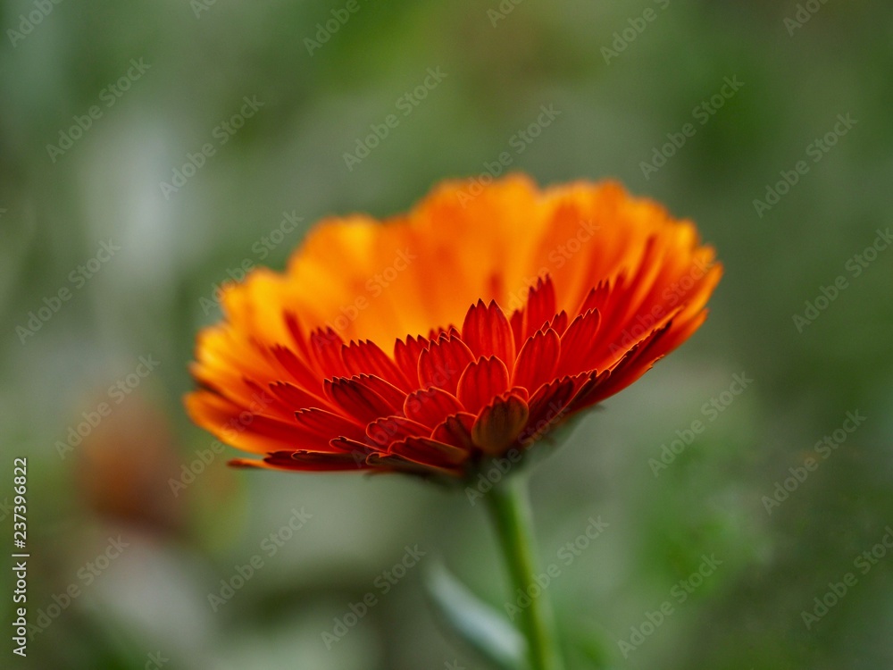 Marigold Marigold