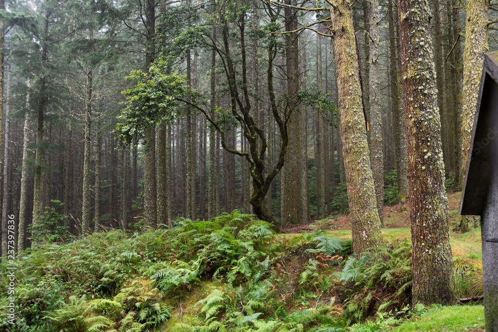 Obraz premium Madeira. High mountain. Relic forest.