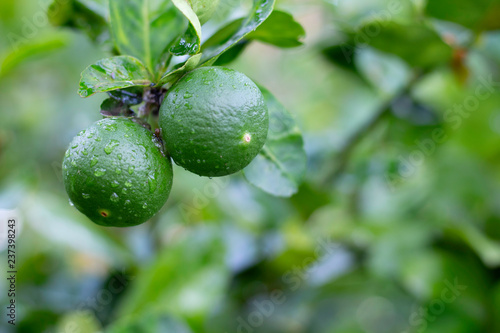 Wallpaper Mural Two fresh lemons on the tree and moisturize with water Torontodigital.ca