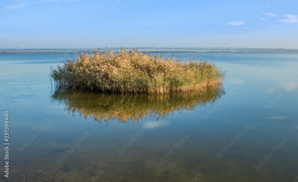 big bush of reed in the middle of lake