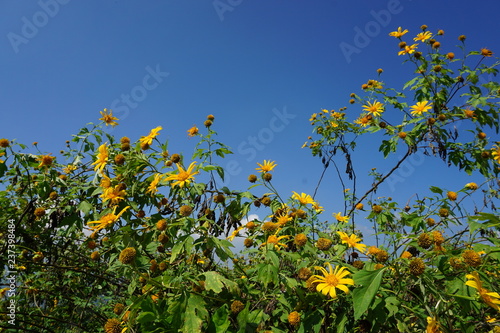 Scenic Point and Mexican Sunflowers Field and Sky at MAE MOH LIGNITE MINE ,Lampang,Thailand.
