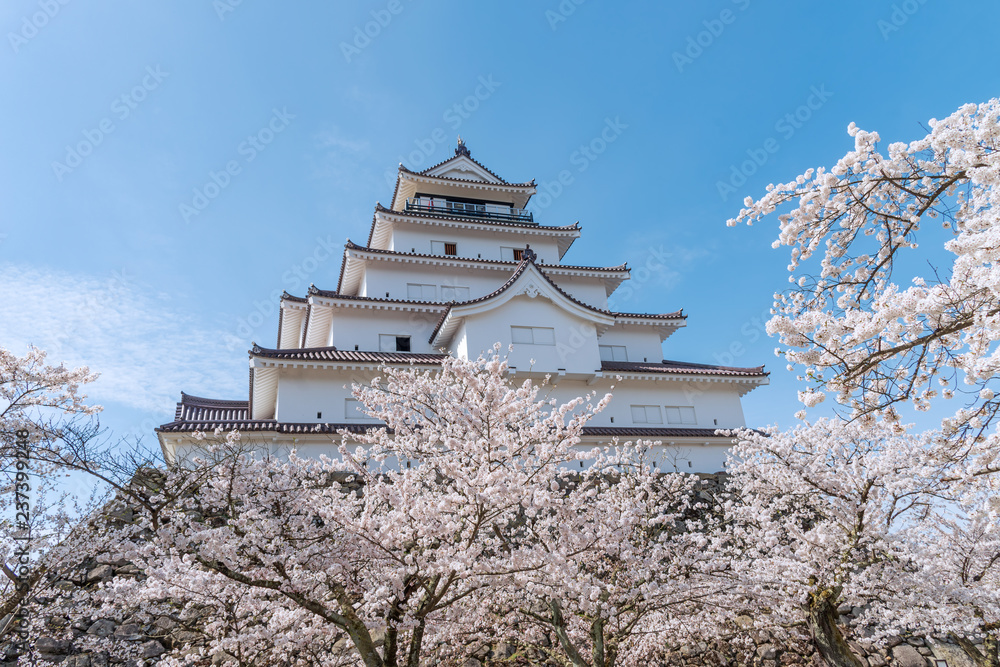 Tsuruga-jo castle with full blooming cherry blossom at Aizu-wakamatsu, Japan. Tsuruga-jo castle with full blooming cherry blossom at Aizu-wakamatsu, Japan.
